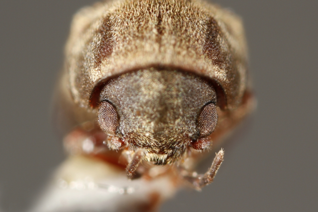 Xyletinus leleupi (ICCDRS Specimen #5840). Photo: Ashley Sheridan, CDF, 2011.