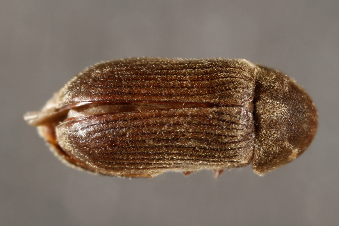Xyletinus leleupi (ICCDRS Specimen #5840). Photo: Ashley Sheridan, CDF, 2011.