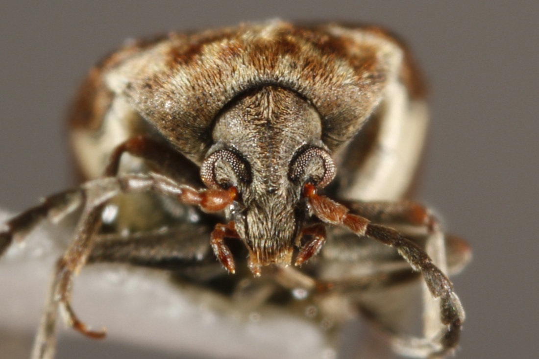 Zabrotes subfasciatus (ICCDRS Specimen #9531). Photo: Ashley Sheridan, CDF, 2011.